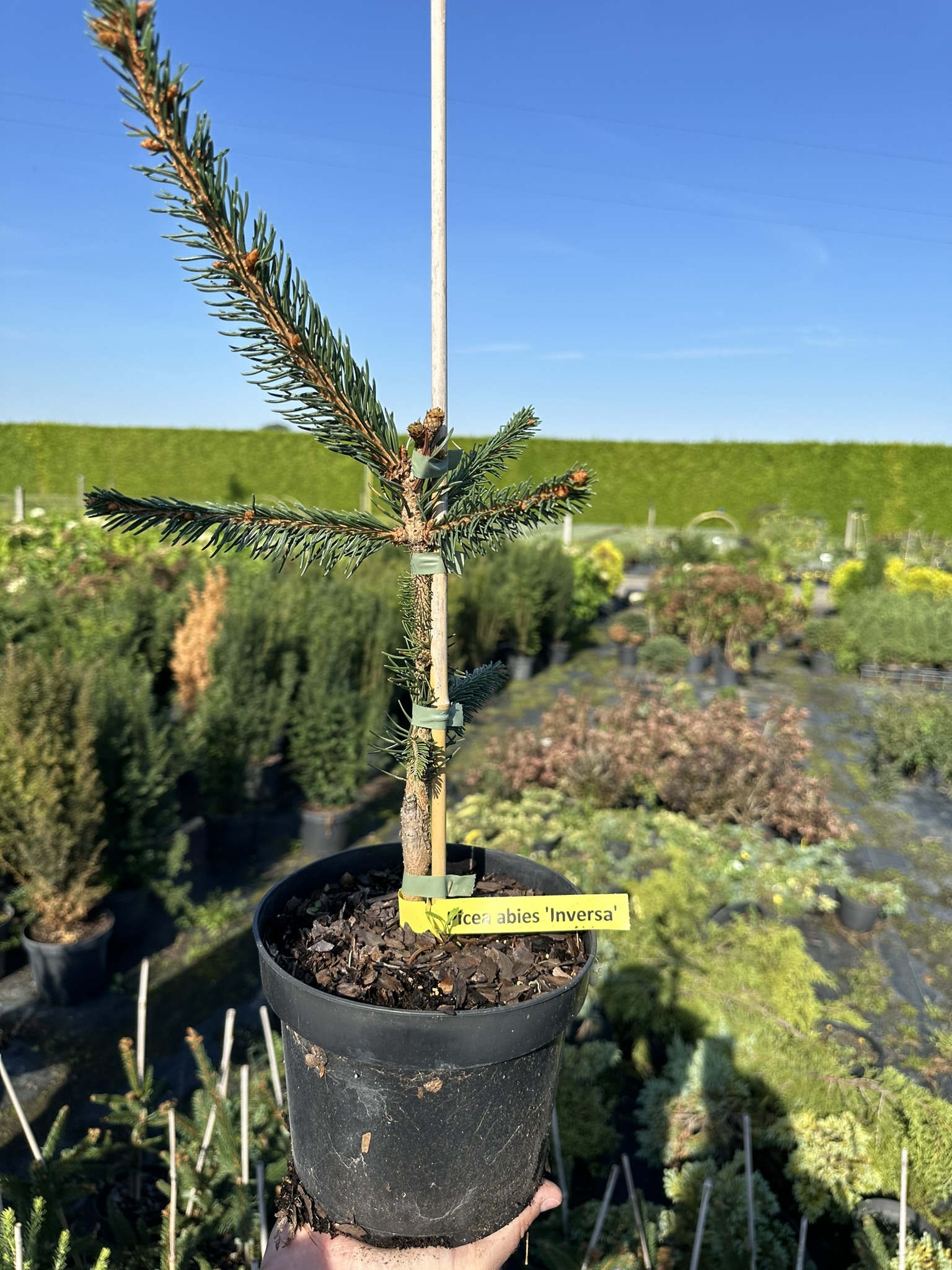 Ель обыкновенная Инверса